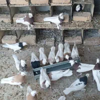 طوقی همه رنگ|پرنده|بافق, |دیوار