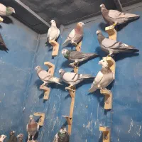نره سوراخ
