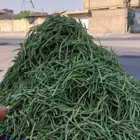 میوه فروشی