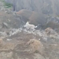 سگ ماده یک سال|سگ|خوی, |دیوار