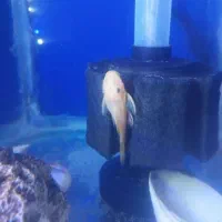 یک عدد کت یا همان لجن خار