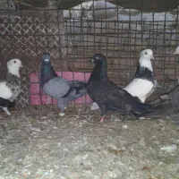 تعدادی کبوتر پرشی