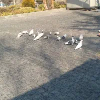 کبوتر  کفتر