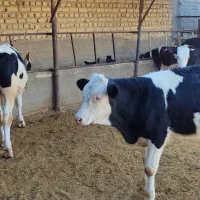 گوساله لاغر|حیوانات مزرعه|طسوج, |دیوار