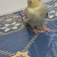 عروس هلندی