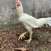 فروش خروس لاری