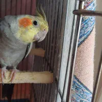 عروس هلنی نر