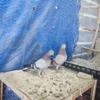 دو جفت نر و ماده