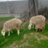 گوسفند بالالی جوان