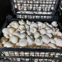 اگر میخوای حرفه ای وارد کار پرورش قارچ بشی کلیک کن|خدمات آموزشی|قدس, شهر‌قدس|دیوار
