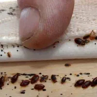 خدمات سمپاشی ساس و سوسک در یک مرحله ۱۰۰./تضمینی