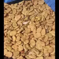 باقالی شاخ بزی