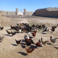 مرغ|حیوانات مزرعه|قم, نیروگاه|دیوار