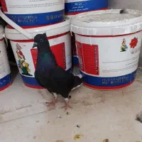 سیاه دم سفید ماده