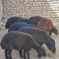 بره ماده های اصیل قزل افشار