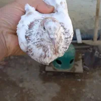 غریب