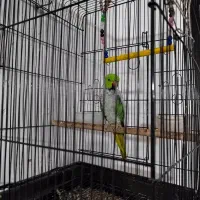 یک عددطوطی ملنگو