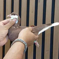 ماده ساده سرخ رنگ خون