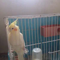 عروسی هلندی|پرنده|مشهد, توس (بلوار توس)|دیوار