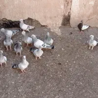 کبوتر نقره ای نوک ریز کاکلی|پرنده|قم, یزدان‌شهر|دیوار