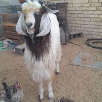 کهره|حیوانات مزرعه|شیراز, ابیوردی|دیوار