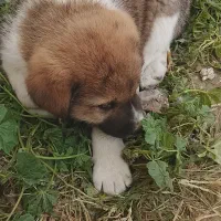 توله سراب پیداشده