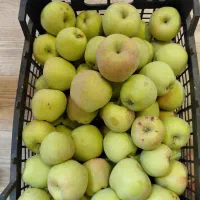 سیب سبز درختی شیرین ارگانیک