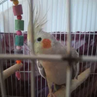 عروس هلندی|پرنده|بشاریات, |دیوار