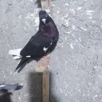 کفتر شهرستانی