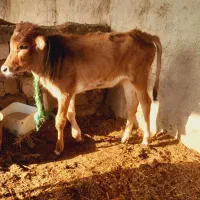 ۲گاو. وگوساله ماده|حیوانات مزرعه|حمیدیه, |دیوار