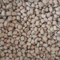 لوبیای ماشی درجه یک