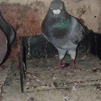 کبوتر|پرنده|خاش, |دیوار