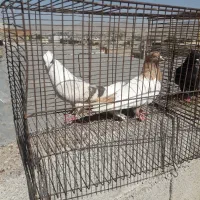 کبوتر|پرنده|مسجد سلیمان, |دیوار