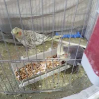 یک جفت عروس هلندی|پرنده|یزد, |دیوار