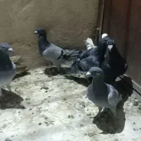 کفتر مسافتی پلاکی|پرنده|قم, انسجام|دیوار