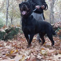 توله سگ فروشی|سگ|کرج, حصار سرجوب|دیوار