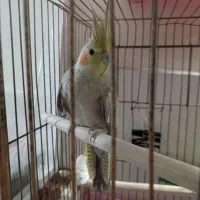یک عدد عروس بالغ خوب