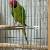 یک جفت طوطی پاراکیت