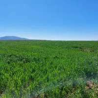 فروش باغ و زمین