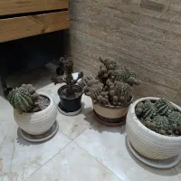 گل کاکتوس|گل و گیاه طبیعی|شاهدشهر, |دیوار