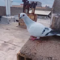 یک عدد کبوتر دو رنگ در سهند