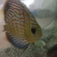 آکواریوم با کل وسایل موجود و ماهی