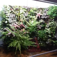 جنگل های استوایی و پالاداریوم