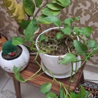 گل طبیعی|گل و گیاه طبیعی|ری, فیروزآبادی|دیوار