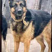 سگ ژرمن ماده