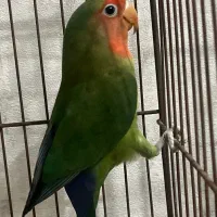 طوطی برزیلی|پرنده|محمدشهر, همایون ویلا|دیوار