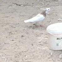 2تا کبوتر