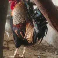 مرغ و خروس محلی اصل