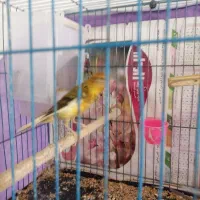 یک عدد قناری نر بخون|پرنده|زرند, |دیوار