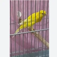 یک قناری نر طلایی ،ماده سرخ،سهره بهاره ماده